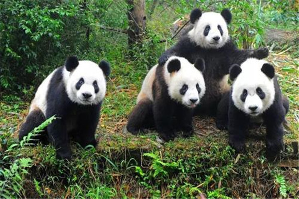 大熊貓為什么是國寶的原因？為什么大家稱(chēng)大熊貓為國寶