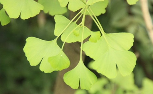銀杏的葉片不僅美觀(guān).而且還有 很高的藥用價(jià)值。