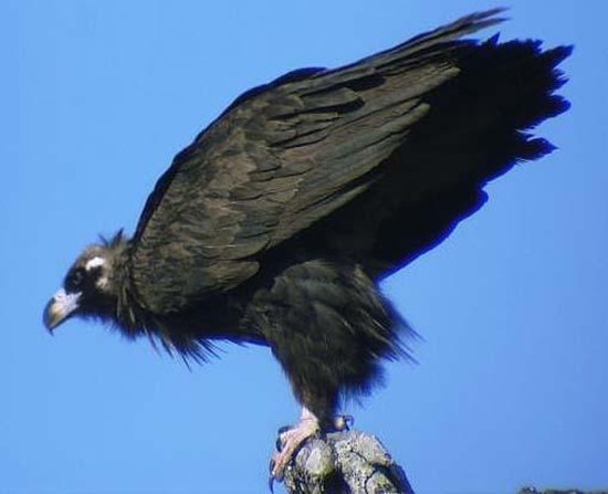 禿鷲英文名叫Cinereous Vulture，又名禿鷹 狗頭雕 狗頭鷲 座山雕